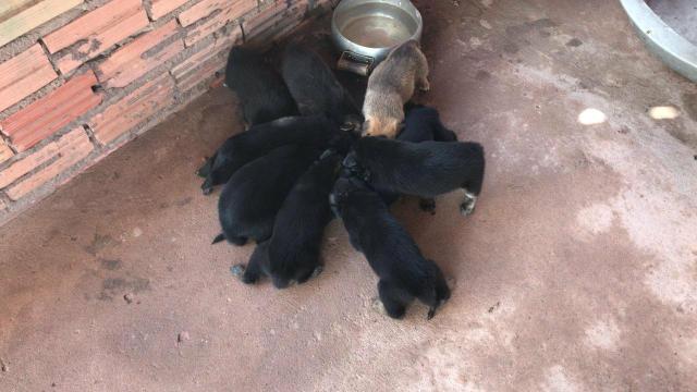 Vendo filhotes de pastor belga e rottweiler - Foto 6
