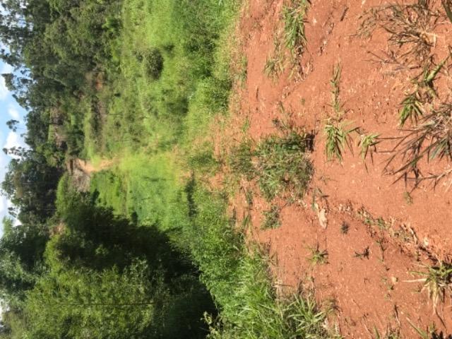 Vendo terreno rural camboriú - Foto 3