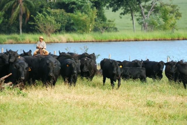 Procuro fazenda para arrendar no Espirito Santo ( gado de corte) - Foto 3