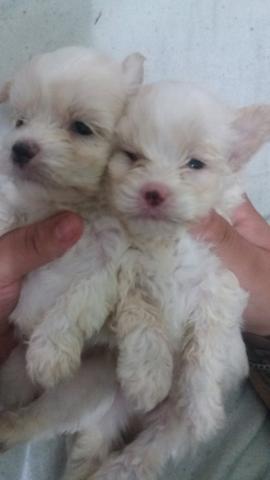Mine poodle - Foto 4