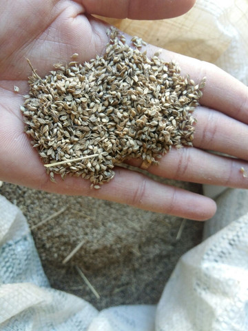 Semente de capim uruchloa - Foto 2
