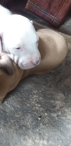 Vende-se Filhote de Pitbull - Foto 3