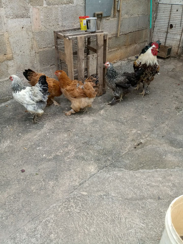 Brahma