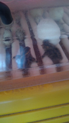 Codornas