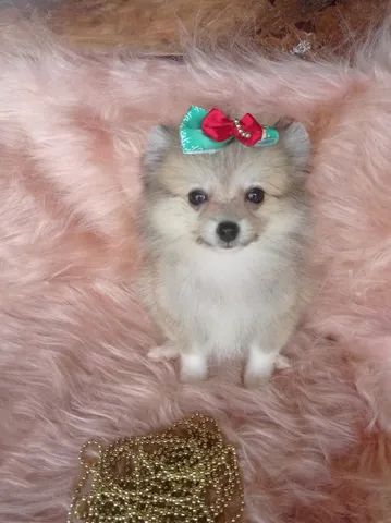 Spitz femea