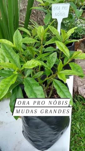 MUDAS DE ORA PRÓ NOBIS E PANCS 