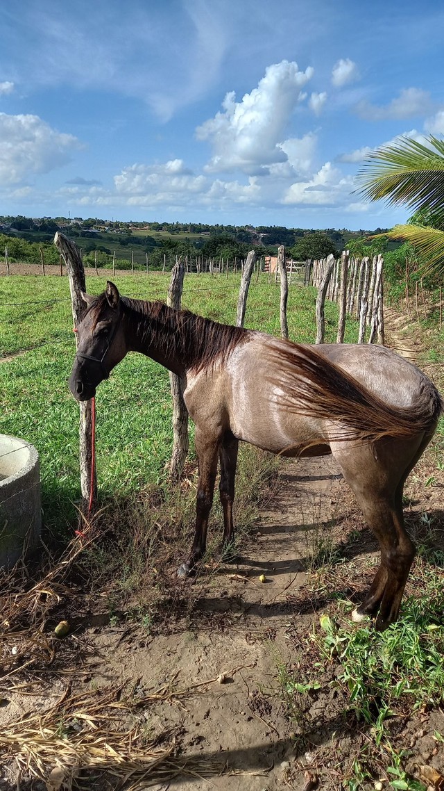 Vendo potra com 1ano e 2 meses 1500 tem conversa 