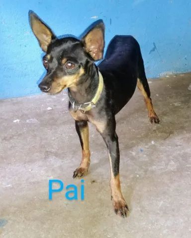 Vendo cachorro pinscher. - Foto 6