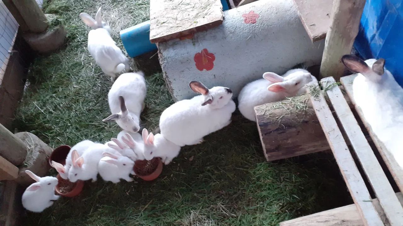 coelhos ? nova Zelândia  e Califórnia  - Foto 3