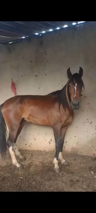 Égua campolina muito quente top de orelha - Foto 2