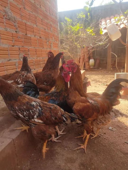 Galinhas Caipiras para venda