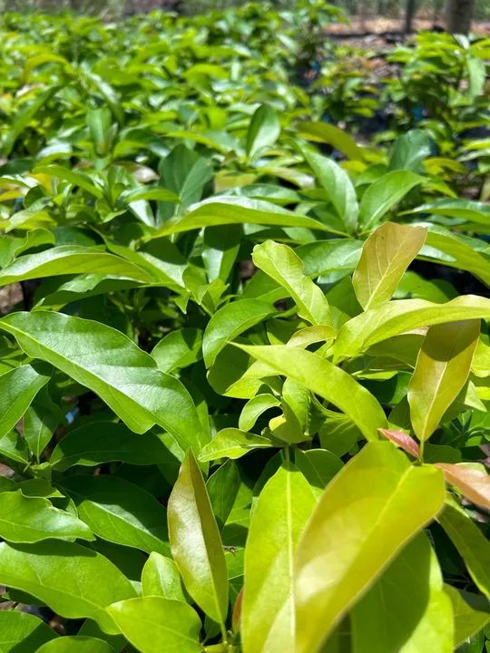 Mudas de abacate  - Foto 3