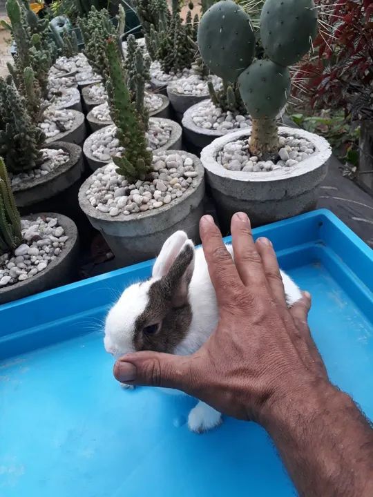 Mini coelho anão holandês  - Foto 5