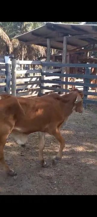 Bezerros mestiços para venda - Foto 5