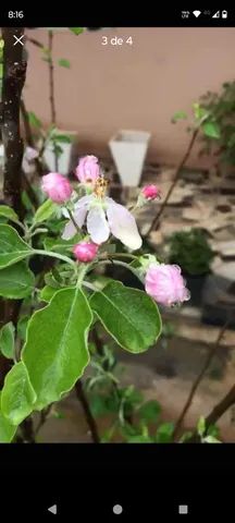 Mudas Frutíferas enxertadas - Foto 2