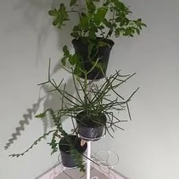 Tripé, base, vaso, suporte - Foto 2