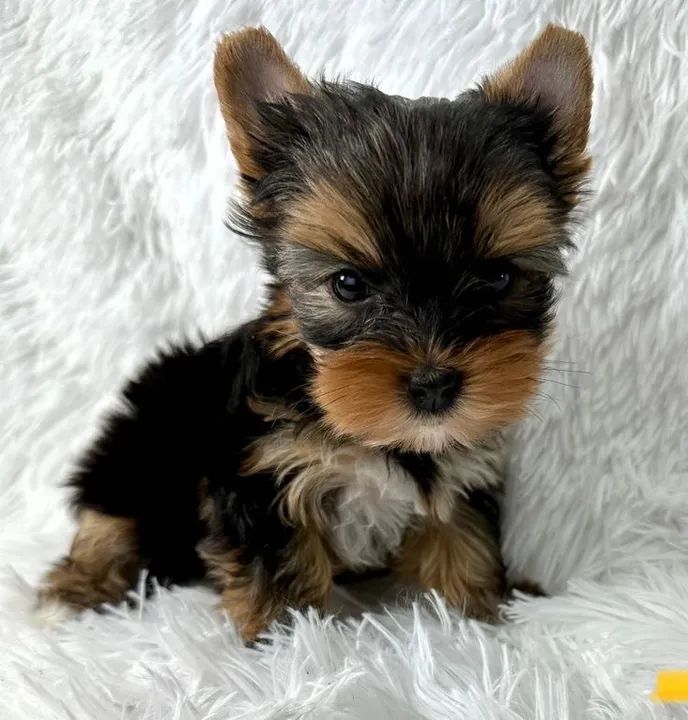 Yorkshire Terrier Calma e Amorosa