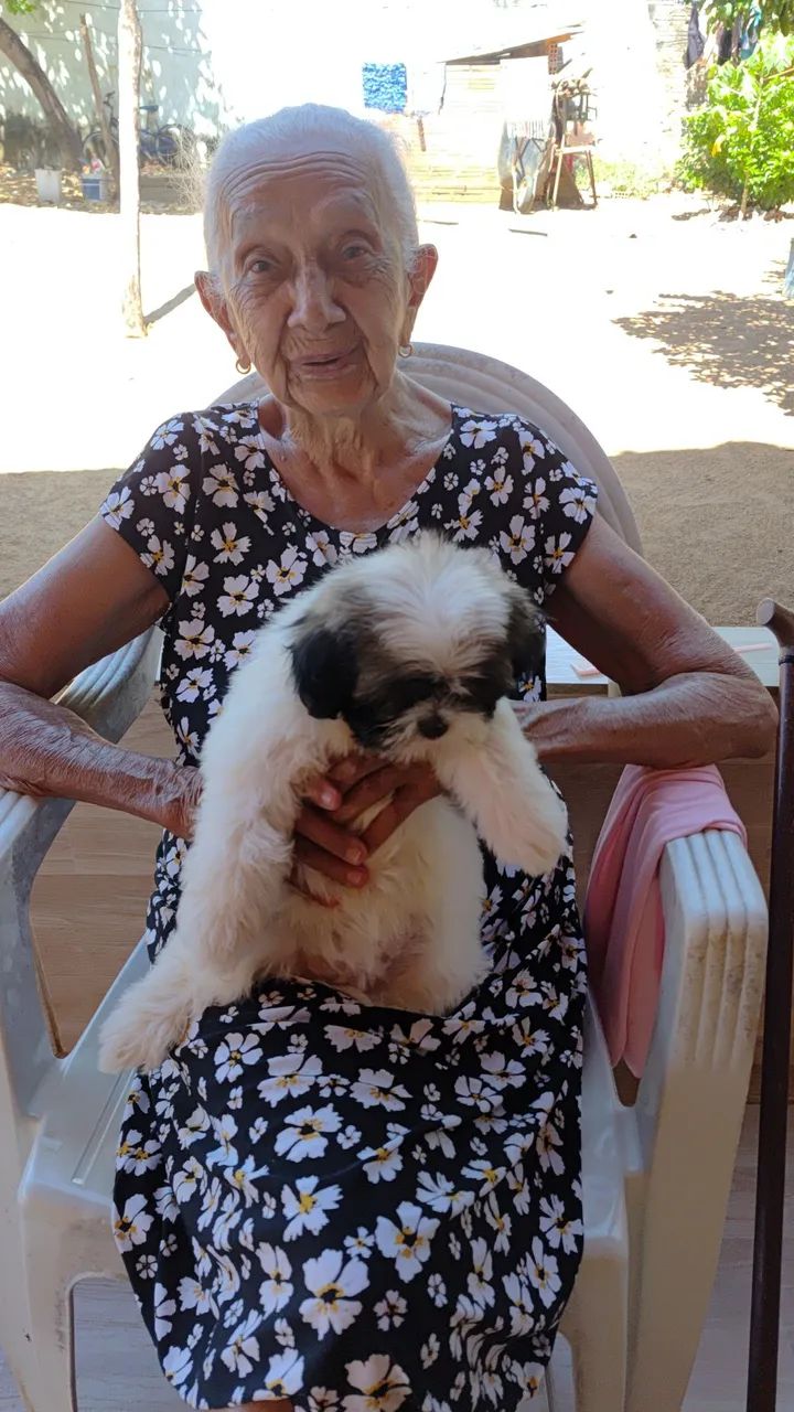 Shih Tzu Filhote  - Foto 4