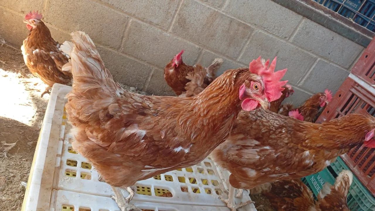 Poedeiras galinhas - Foto 3