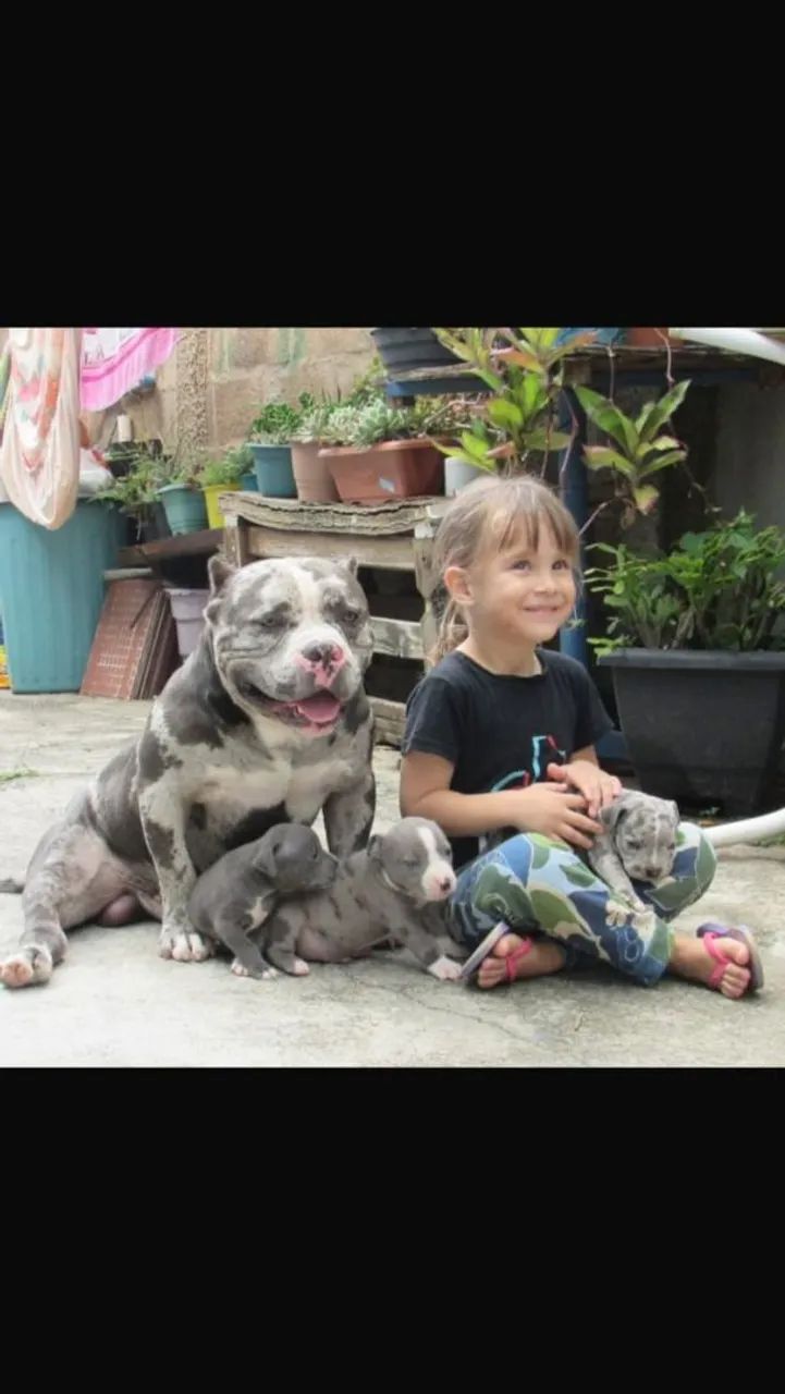 Casal de American Bully micro disponíveis leia - Foto 4