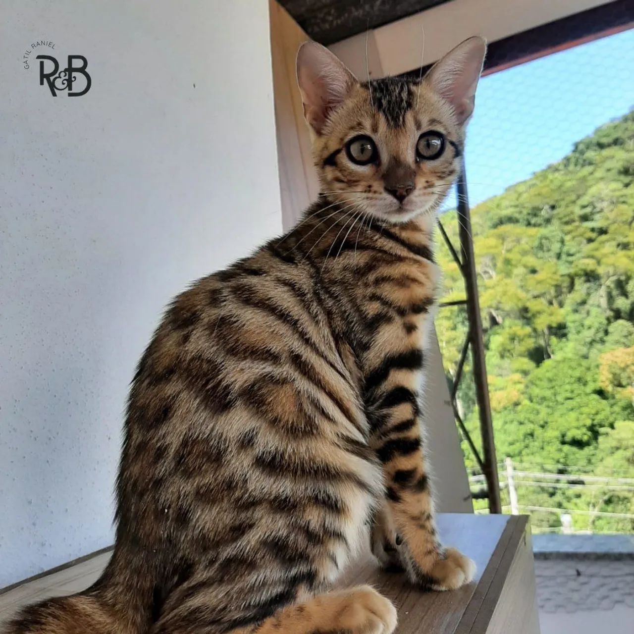 Gatos filhotes da raça bengal - Foto 2