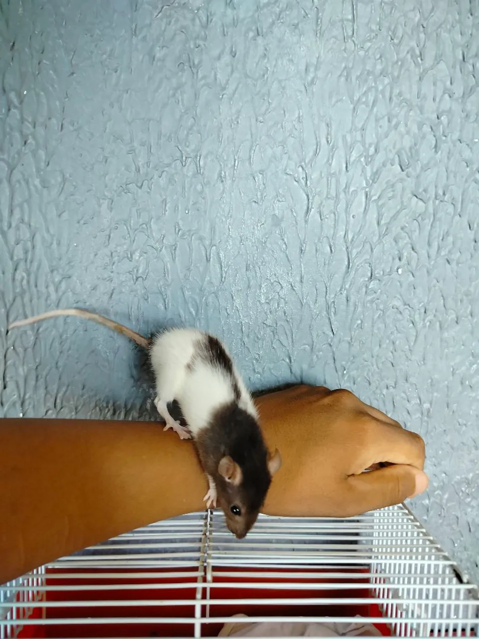 Rato doméstico - Preto e branco
