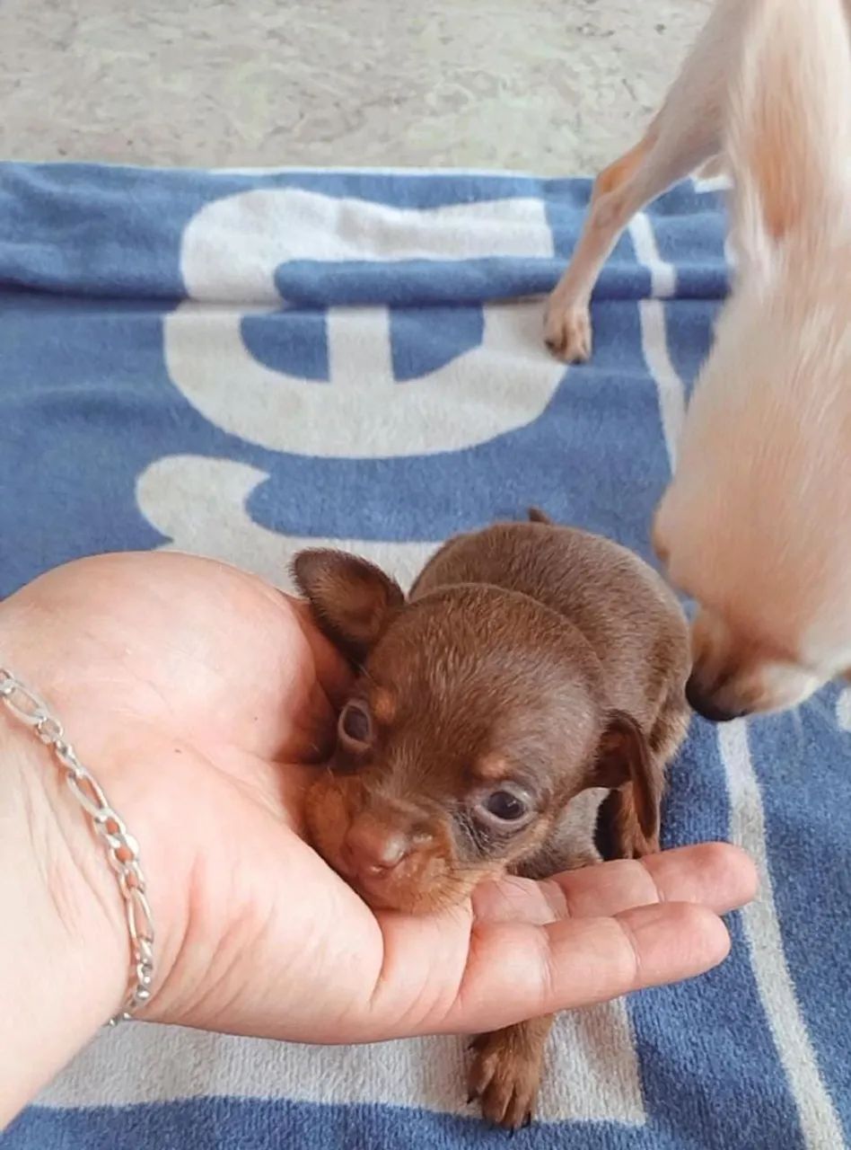 Filhote de Pinscher  