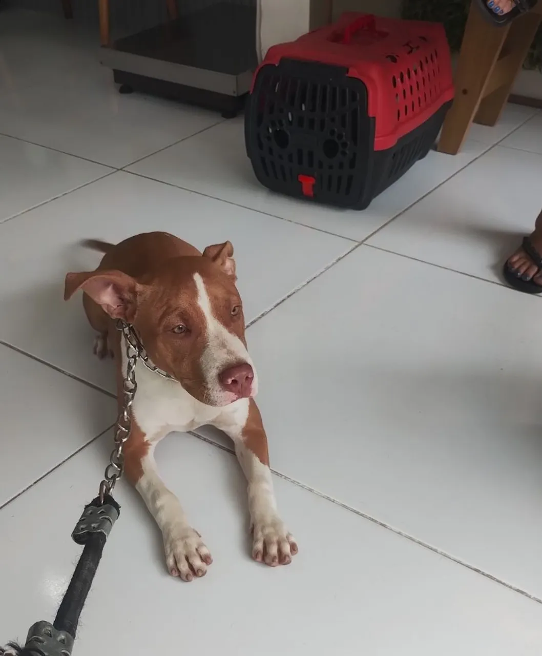 Vendo Pitbull de 06 meses