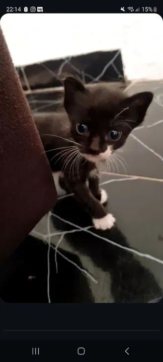 Gatinho preto e branco disponível para adoção - Foto 4