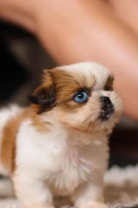 Lindos shihtzu Disponíveis 