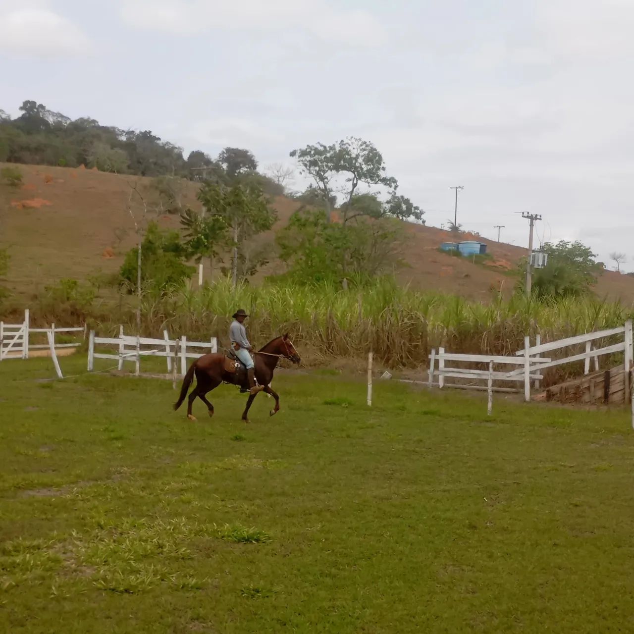 Égua  Mangalarga Marchador - 4 anos - Foto 2