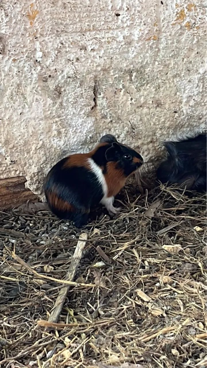 Vendo filhotes de porquinho da Índia pelo liso. - Foto 4