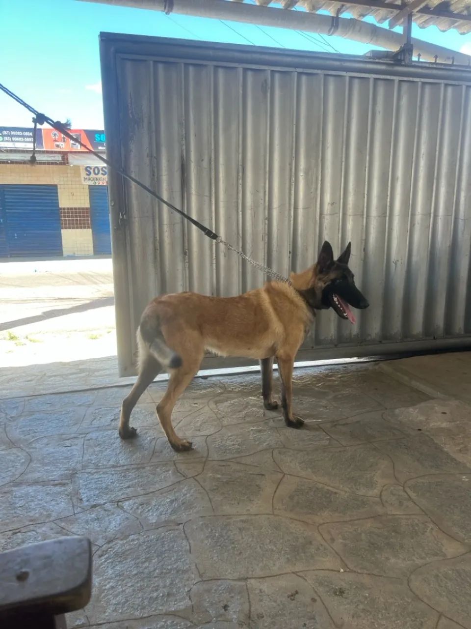 Filhote de Pastor Alemão belga malinois - Foto 5