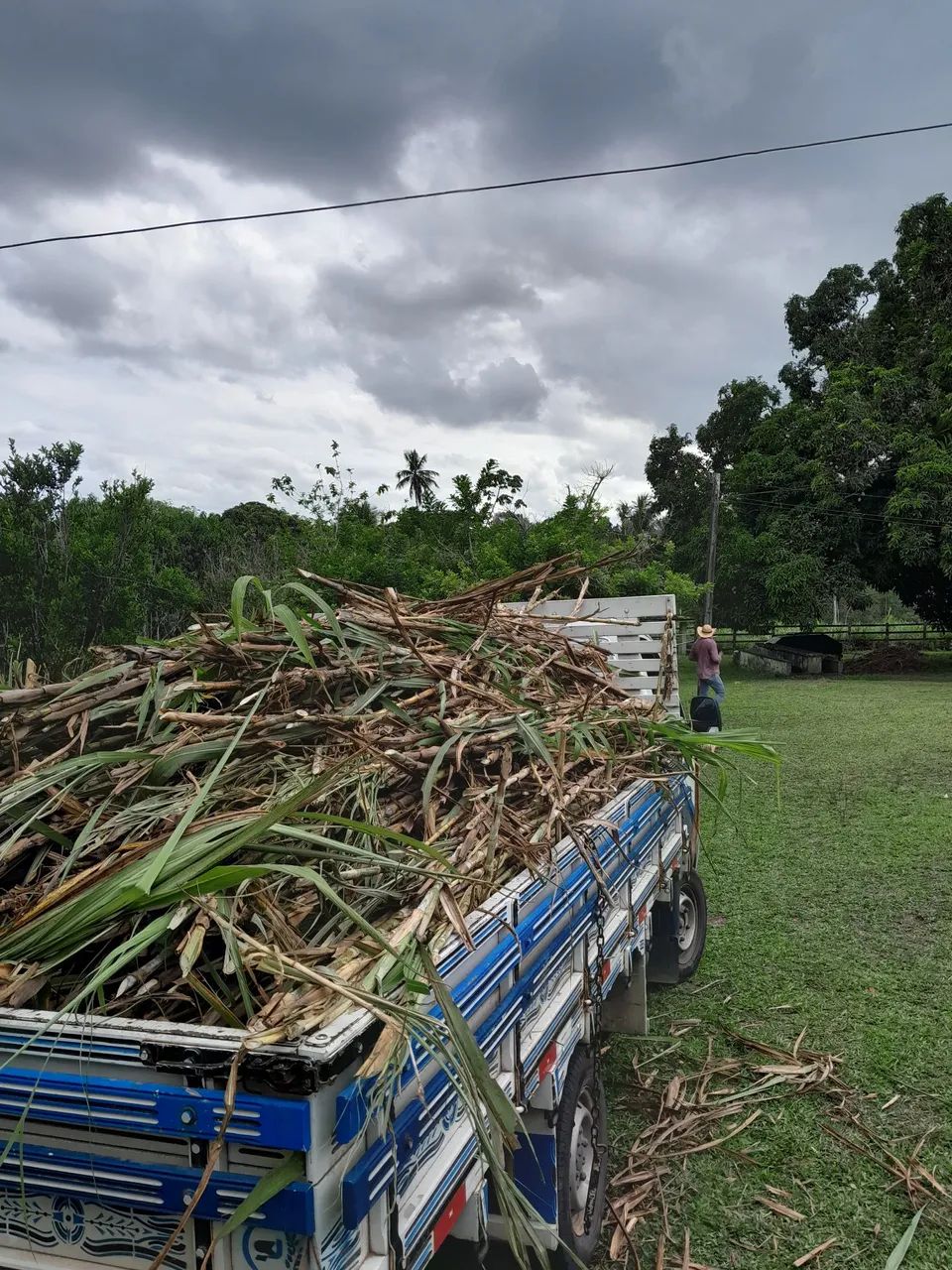 APROVEITE AS CHUVAS E FORME SUA CAPINEIRA DO BRS KURUMI E CAPIAÇU E SORRIA NO VERAO - Foto 3