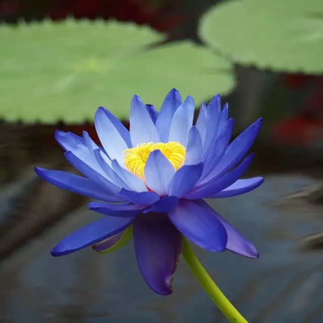 5 Sementes Flor De Lótus Nelumbo Nucifera Ninféia - Foto 4