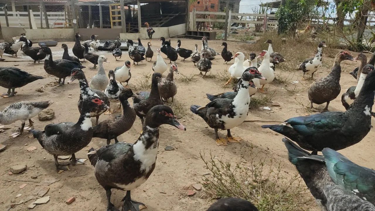 Patos Lindos para Venda - Foto 3