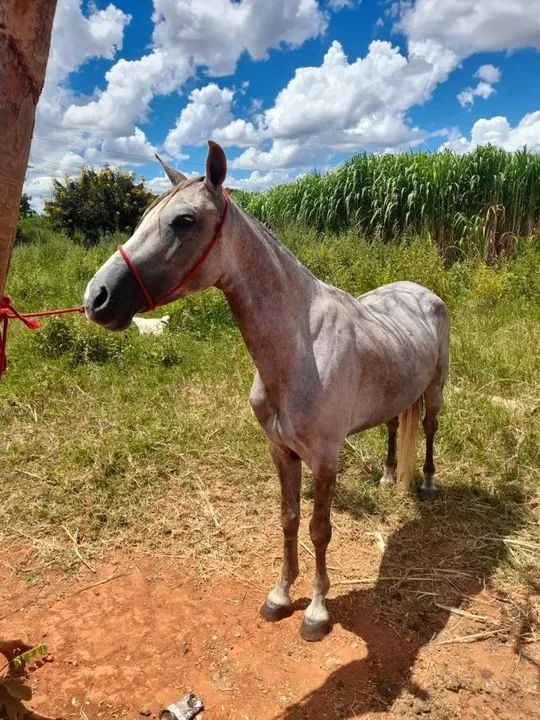 Vendo cavalo manga larga - Foto 5