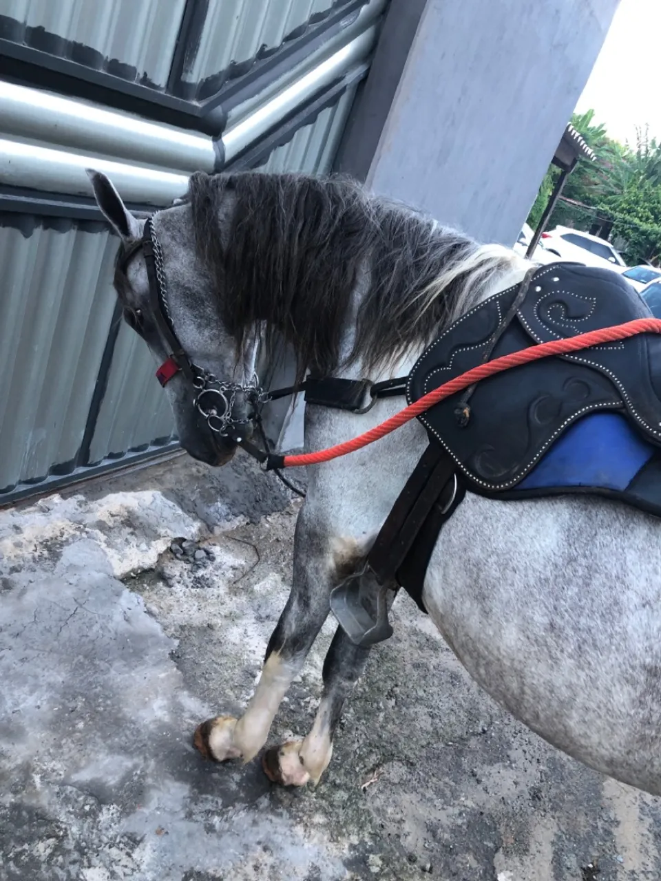 Cavalo mangalarga marchador para vender !!