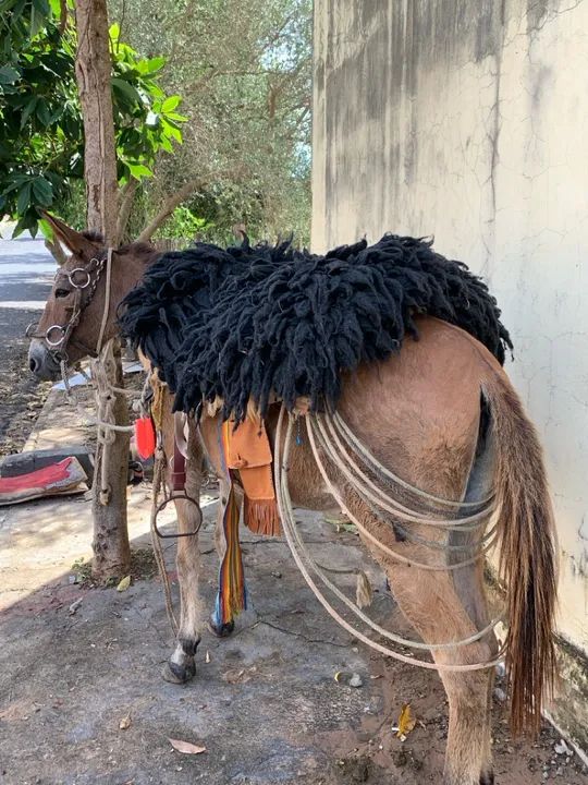 Mula manso para lida e passeio