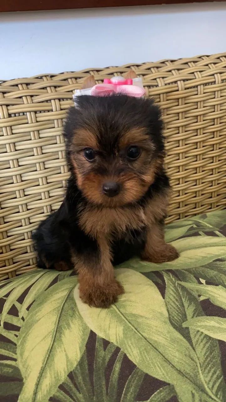  Yorkshire Terrier menina