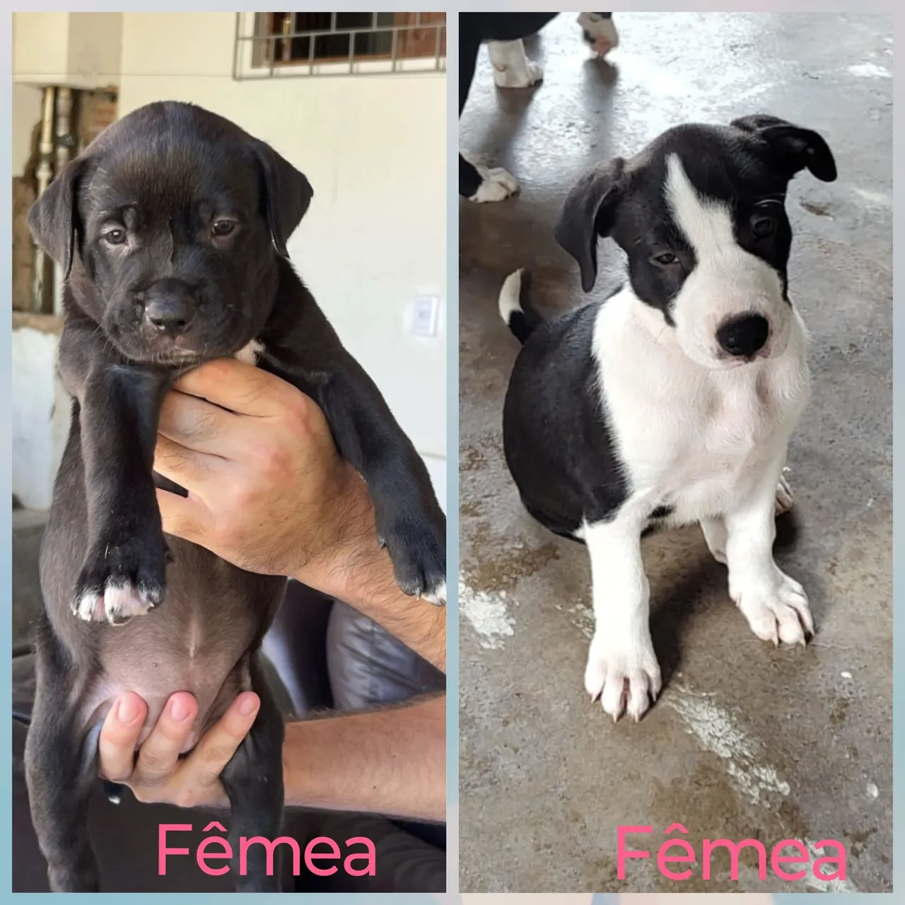 Filhotes fêmeas disponíveis