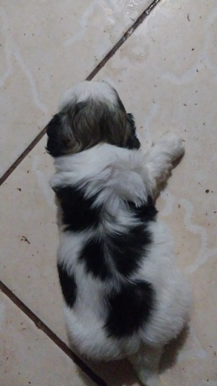 Filhote Shih Tzu