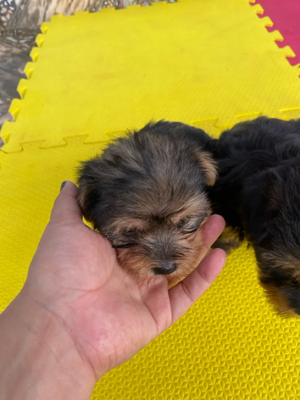 Filhote de Yorkshire Terrier