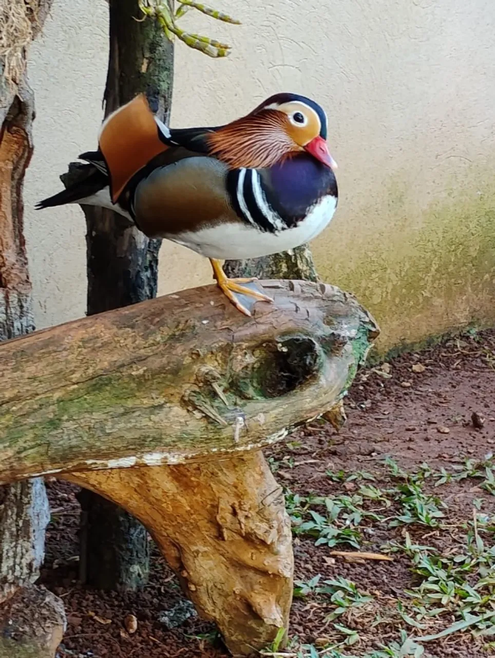 MARRECO MANDARIM