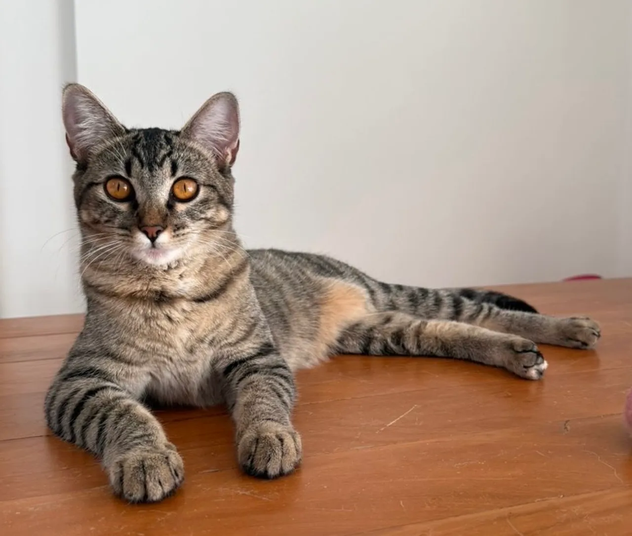Adoção Responsável Gato