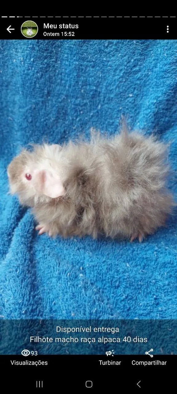 Porquinho da india raça alpaca - Foto 4