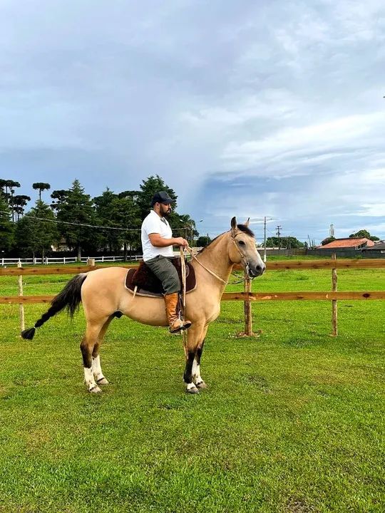 Cavalo Crioulo Confirmado  - Foto 3