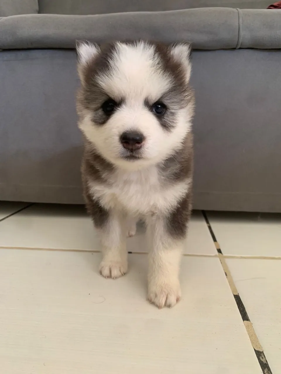 FILHOTE HUSKY SIBERIANO