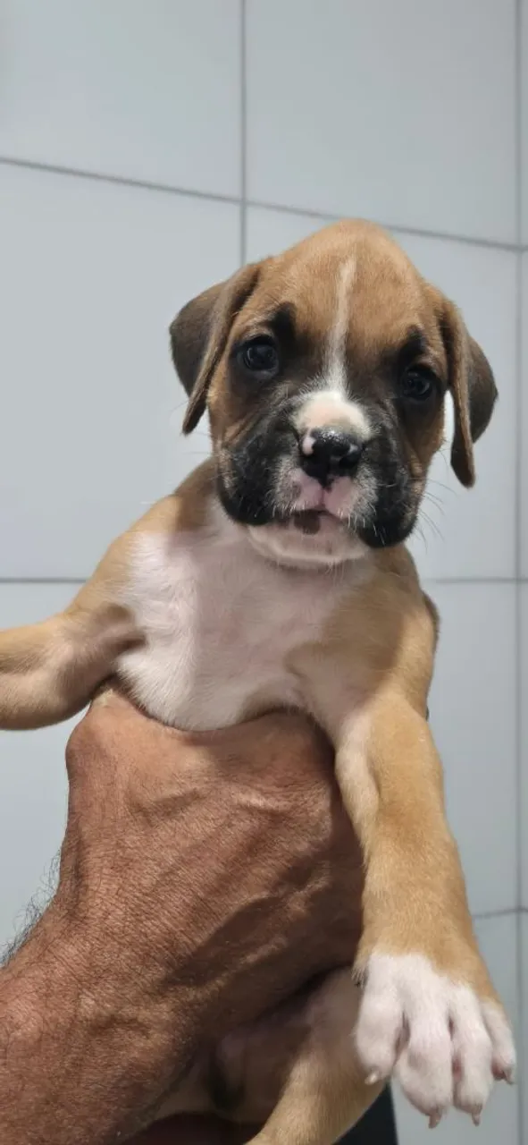 Filhote de Boxer disponível
