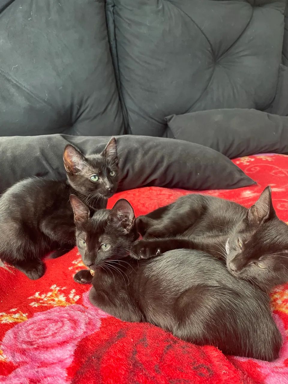 Doação de gatinhos  - Foto 4